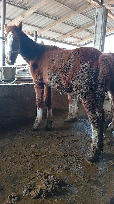 Лошади, кони: Продаю | Жеребенок | Для разведения | Племенные — 11