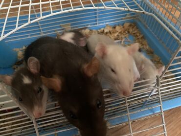 домашняя крыса: Продам крыс дамбо не на съедение