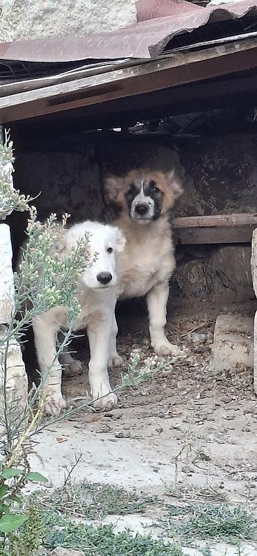 çoban iti qiyməti: Peyvəndli — 2