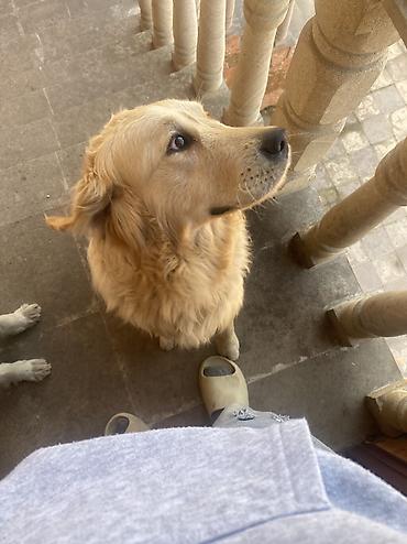 İtlər: Retriever, 2 il, Erkek, Peyvəndli, Pulsuz çatdırılma -da lalafo.az — 9 İtlər: Retriever, 2 il, Erkek, Peyvəndli, Pulsuz çatdırılma — 9