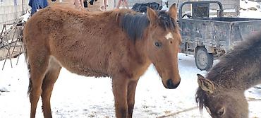 Лошади, кони: Продаю | Жеребенок | Рабочий — 5