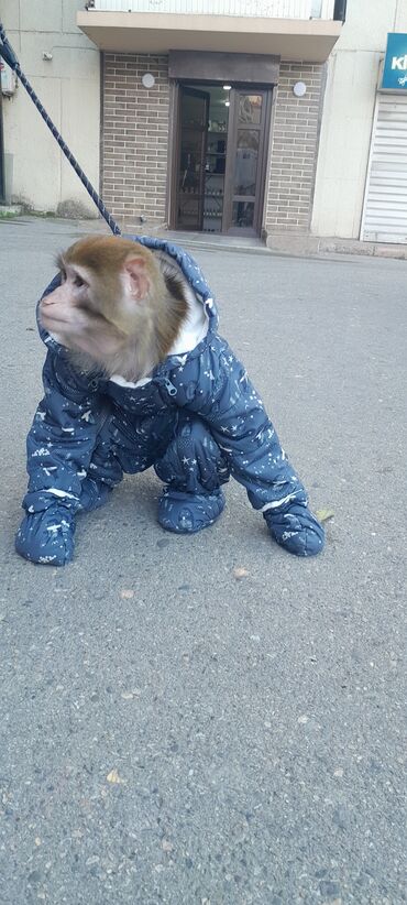 Digər heyvanlar: Tayson adlı meymun satılır. Ağıllışirindi. Kim isdəsə yazsın — 8