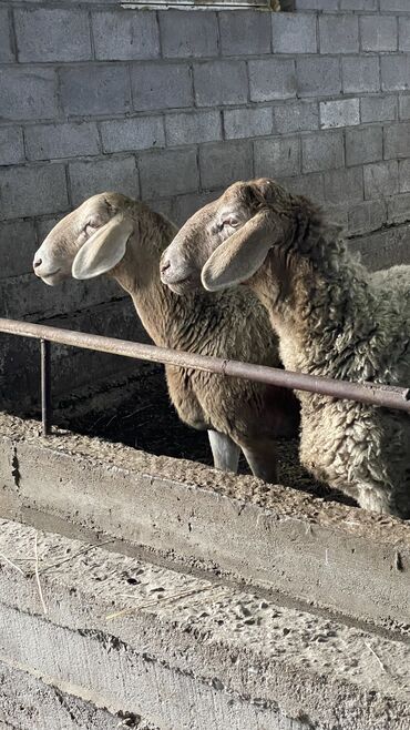 Бараны, овцы: Продаю | Овца (самка) | Для разведения | Ярка — 8