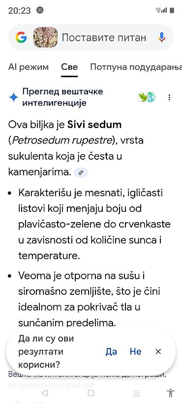 Ostale kućne biljke: Sobne i ukrasne biljke u saksijama – više vrsta - Syngonium — 23