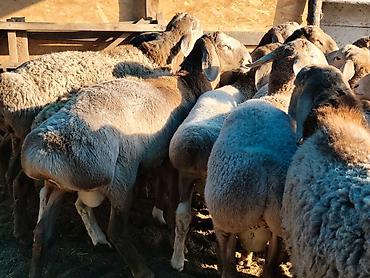 бенгалская кошка даром: Продаю | Баран (самец) | Гиссарская, Арашан | На забой — 1