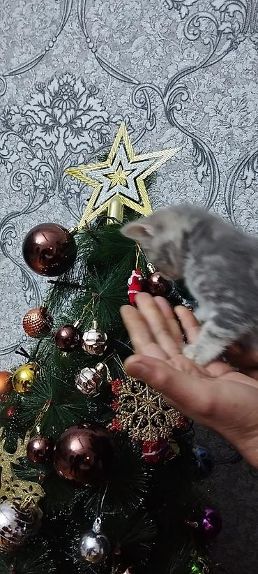 Pişiklər: Britan — 10