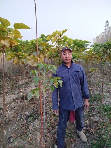 Декоративные деревья: Саженцы деревьев: Клёны — 4