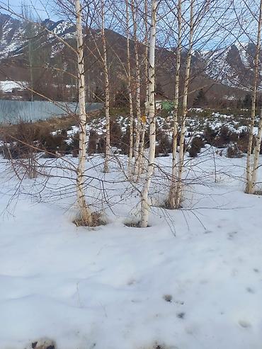 Берёза: Саженцы — 16