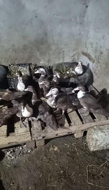 Ördəklər: Məhsul: ağ-qara və qəhvəyi-ağ rəng çalarlarında muskovi ördəklər — 8