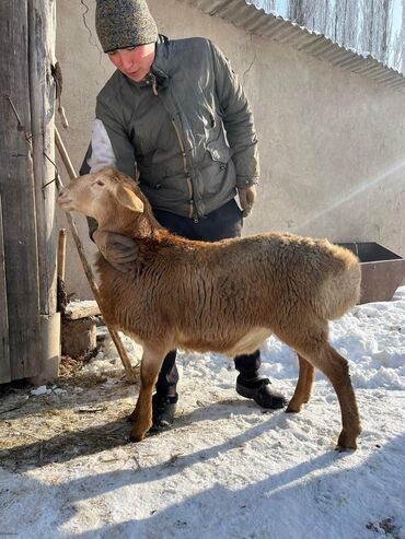 ат сатам: Сатам | Кочкор (эркек) | Арашан | Көбөйтүү үчүн