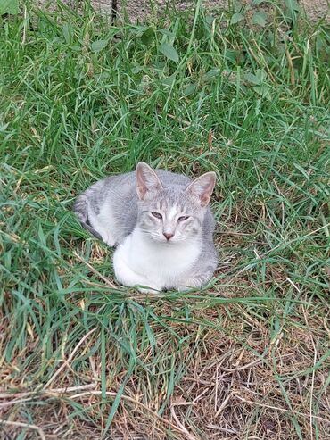 Pişiklər: Yaxşı əllərə -da lalafo.az — 14 Pişiklər: Yaxşı əllərə — 14