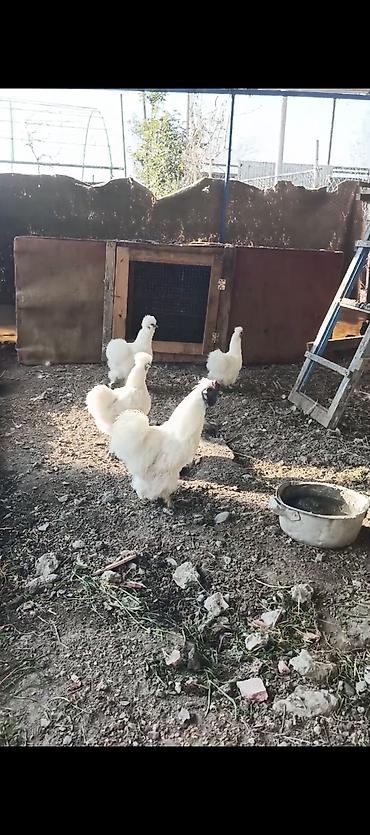Toyuqlar: Ponpon yumurtası satılır Super çıxış verir 2.50 real alıcıya endirim — 3
