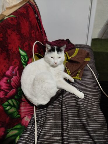 кошки в добрые руки: Домашний кот с короткой шерстью, окрас белый с черными отметинами: -