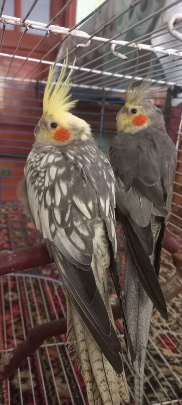 Tutuquşları: Salam.Tam saglam 8ayliq. 4 eded var Isteyen buyursun cutunu alana — 1