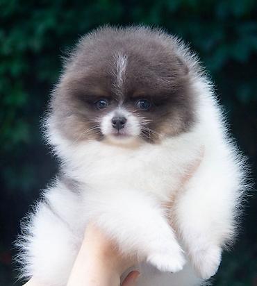 Продажа собак: Шпиц, 2 месяца, Самец — 8
