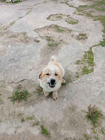 koker spaniel satilir: 9 ay, Erkək, Peyvəndli, Ödənişli çatdırılma — 5