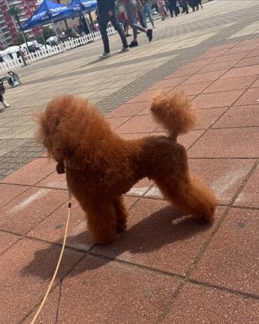Pudla crvena parenje Messi aka Otto : mužijak patuljaste-mini pudle