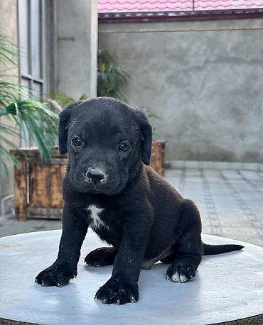 İtlər: Kane-Korso, 1 ay -da lalafo.az — 5 İtlər: Kane-Korso, 1 ay — 5