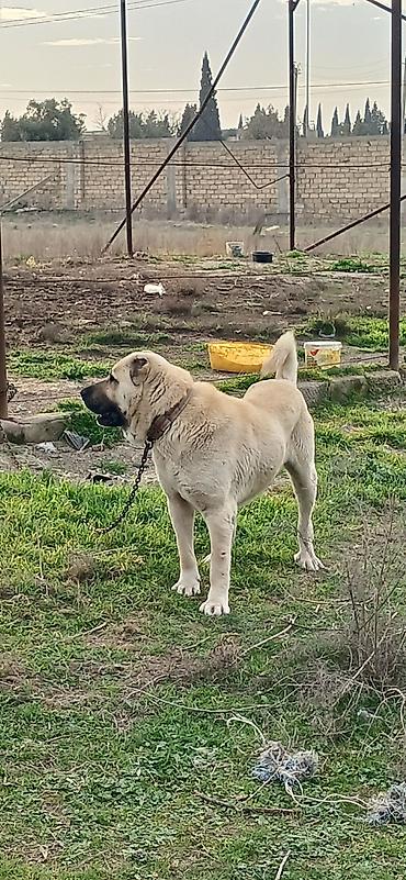 İtlər: Kanqal, 2 il, Erkek — 3