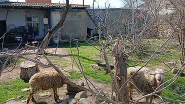 Torpaq sahələrinin satışı: Tikinti — 2