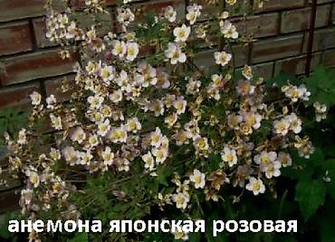 Другие садовые цветы и кустарники: Садовые растения - кустарники ( вейгела пестролистная, рябинник — 19