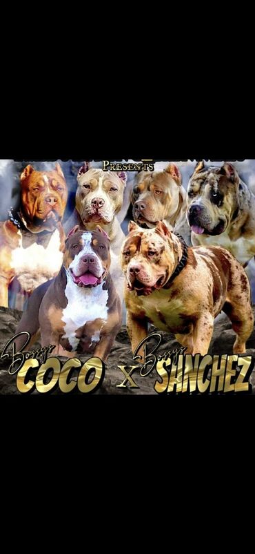 Psi: Vrhunski štenci American Bully XL dostupni za prodaju. Krvna linija na lalafo.rs — 5 Psi: Vrhunski štenci American Bully XL dostupni za prodaju. Krvna linija — 5