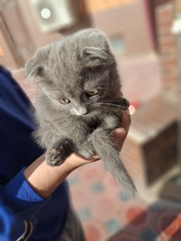 британская короткошерстная цена: Шотландский вислоухий котёнок (Scottish Fold), окрас сплошной голубой