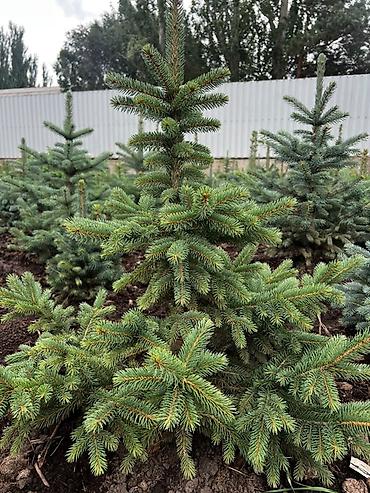 елка голубая: Ель голубая (Picea pungens Glauca) из открытого грунта - Декоративные — 5