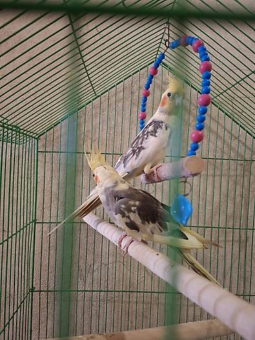 Tutuquşları: Nimfa (Cockatiel) cütü – boz-ağ-qara ləkəli lələklər, sarı çəlpiyi və — 2