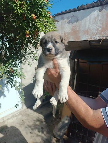 itlər bala: Qafqaz çoban iti, 2 ay, Erkək, Peyvəndli, Rayonlara çatdırılma — 9
