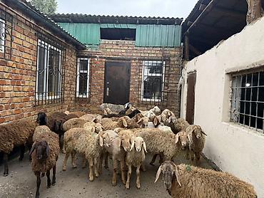 Продам с/х животных: Продаю | Баран (самец) | Полукровка | Для разведения | Ярка — 4