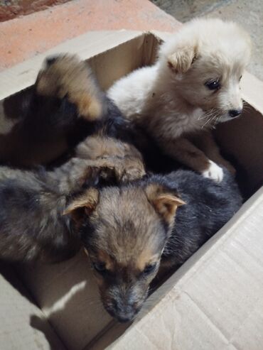 продажа хаски: Щенки метисы, помёт из 4 малышей. Описание: Оставили у ворот,может