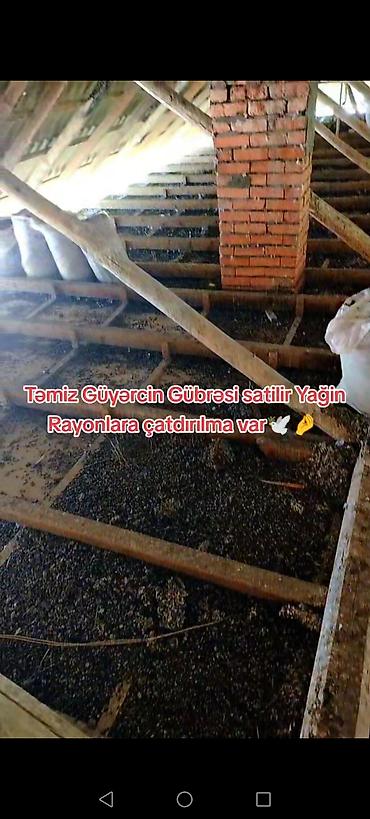 dəniz məhsulları satışı: Məhsul: Təmiz göyərçin gübrəsi Təsvir: - Təbii, qidalı orqanik gübrə — 3