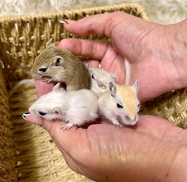 Хомяки: Продаются хомячки ручные. В нашем питомнике грызунов вы можете — 20