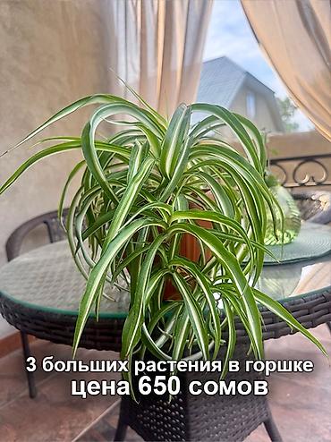 хлорофитумы: Хлорофитум «Бонни» и Драцена Лемон Лайм Хлорофитум «Бонни» - красивое — 3
