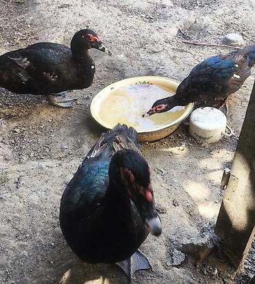 danisan qus: Lal Ördək Təmiz Zümrüd Ördəyi Tam Sağlam və İri Güsəlidir Fərə Tək — 6