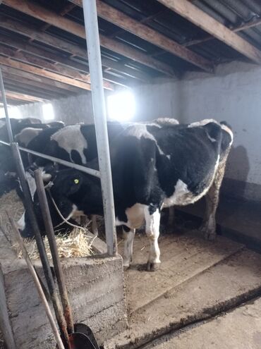 Коровы, быки: Продаю | Корова (самка) | Полукровка | Для разведения, Для молока — 7