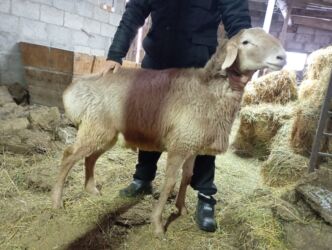 жмых подсолнечный: Сатам | Кочкор (эркек) | Арашан | Союуга