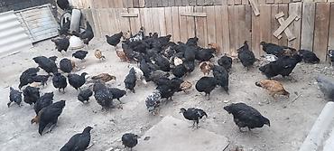 Мясо страуса: Ушул Джерсийкий гигант парода Дакен парода баар тоок Эт жумуртка — 2