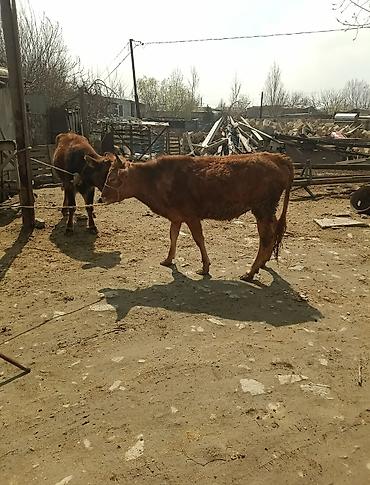 Dana, buzov: Dana, buzov — 12