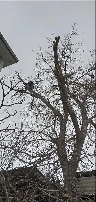 Спил деревьев, заготовка дров: Спил деревьев любой сложности. Промышленный альпинизм и верхолазные at lalafo.kg — 8 Спил деревьев, заготовка дров: Спил деревьев любой сложности. Промышленный альпинизм и верхолазные — 8