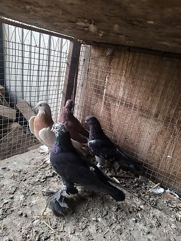 Другие с/х животные: Продам голуби🕊 срочно🆘 игра есть не болеют гарантием даю одна штука at lalafo.kg — 2 Другие с/х животные: Продам голуби🕊 срочно🆘 игра есть не болеют гарантием даю одна штука — 2