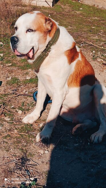 İtlər: Alabay, 1 il, Erkek, Peyvəndli, Ünvandan götürmə — 5