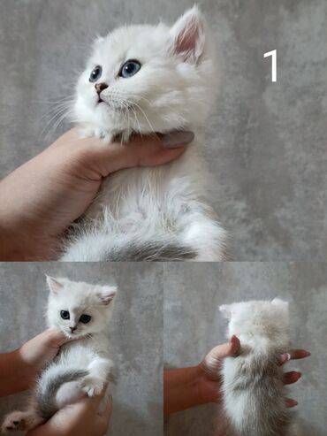 скотиш фолд шотланская вислоухая 1 месяц деврчка серый: Продажа.Чистокровные шотландские котята в окрасе серебристая шиншилла