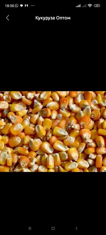кукуруза гибрид: Продаю кукурузу и ячмень,пшеница, отруби, .Есть российский и