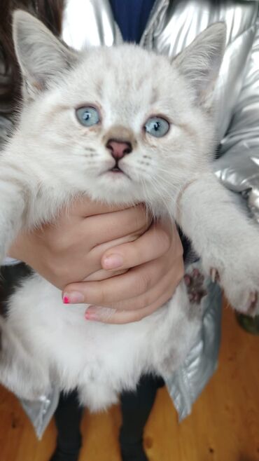 Pişiklər: Şotland yastı qulaq — 25