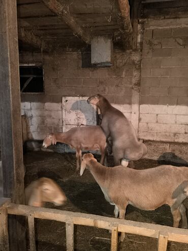 Бараны, овцы: Продаю | Баран (самец) | Арашан | Для разведения | Племенные — 13