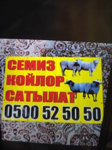 уй сх животное: Продаю | Овца (самка), Баран (самец) | На забой | Кастрированные, Ярка