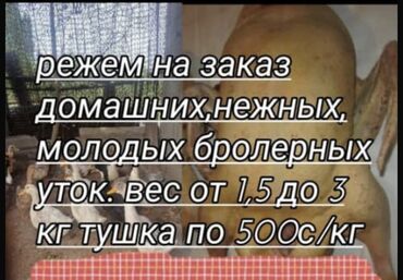 Птицы: Ордоктун эти сатылат. бир кило беш жуздон . бир ордок 1,5 дан коп кг
