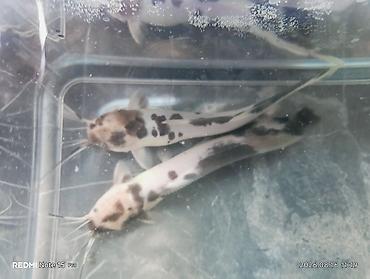 Балыктар: Продам двух отличных, крупных сомиков — Клариасов пятнистых (Clarias — 3